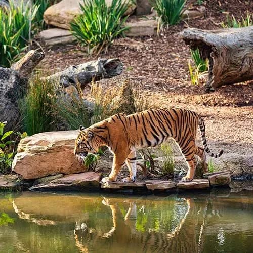 Wildlife Photo Tour Golden Triangle | Experience My India image 1