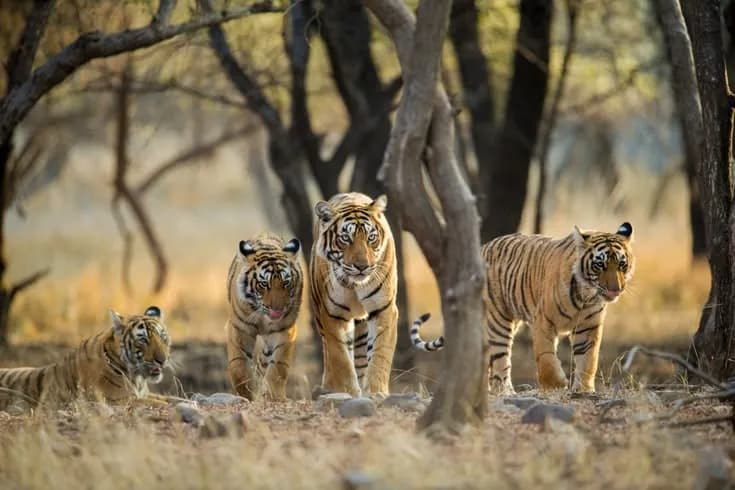 Wildlife Photo Tour Golden Triangle | Experience My India image 2