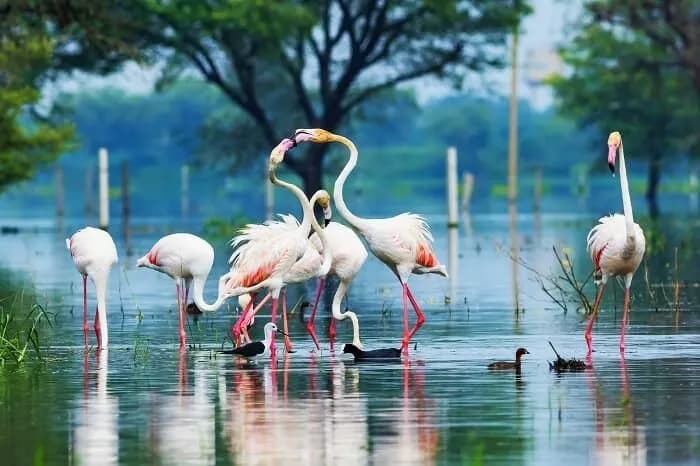 Wildlife Photo Tour Golden Triangle | Experience My India image 3