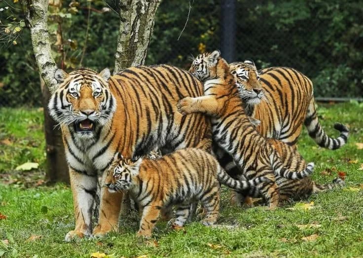 Family Wildlife Golden Triangle | Experience My India 1