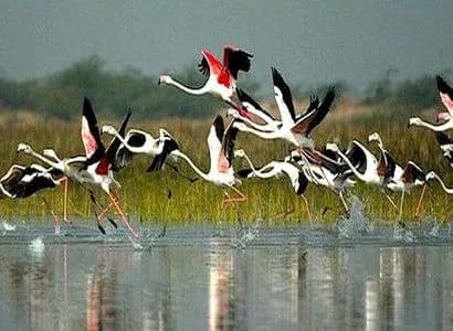Family Wildlife Golden Triangle | Experience My India 2