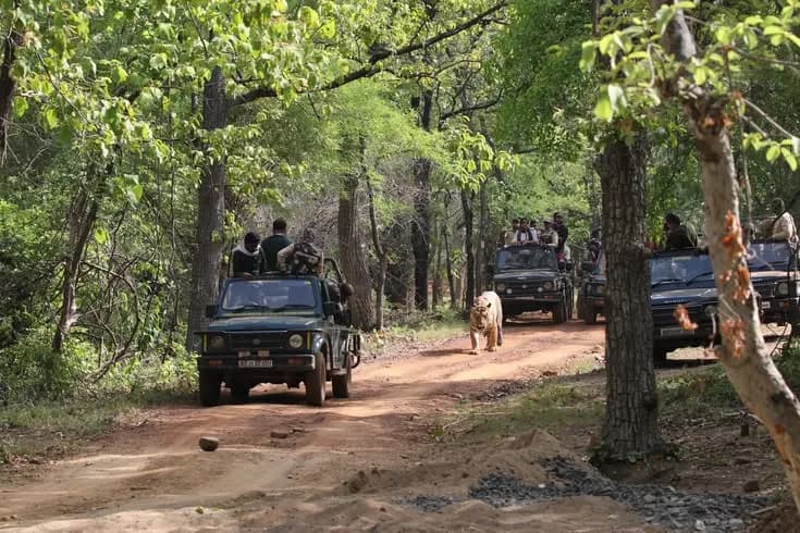 Family Wildlife Golden Triangle | Experience My India 3