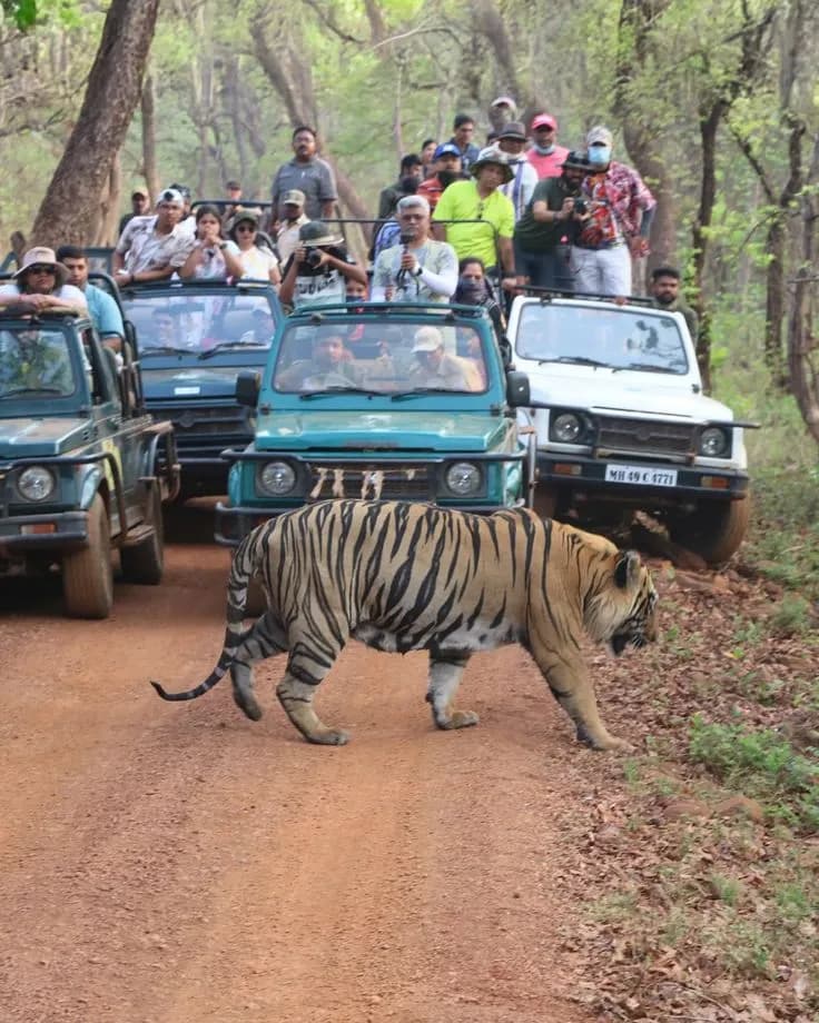 Family Wildlife Golden Triangle | Experience My India image 4