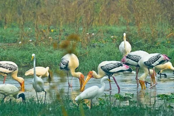 Golden Triangle with Bharatpur Birding 3