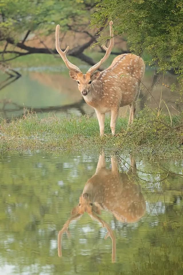 Golden Triangle with Bharatpur Birding image 4