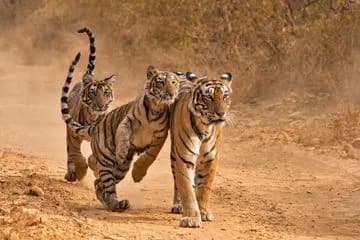 Golden Triangle with Ranthambore Tiger Safari 2