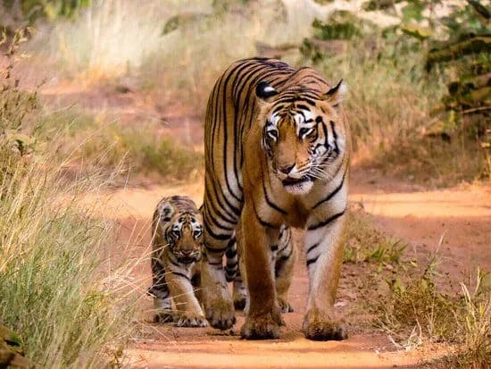 Golden Triangle with Ranthambore Tiger Safari 3