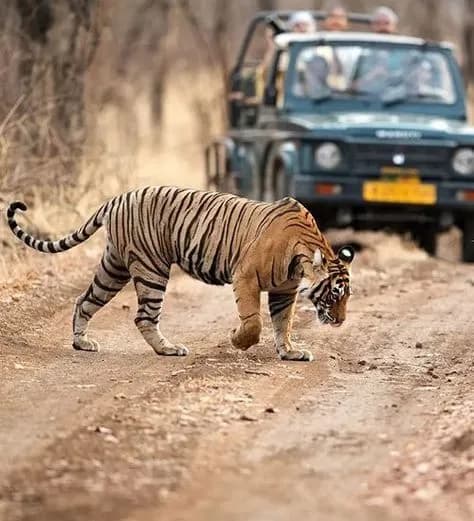 Golden Triangle with Ranthambore Tiger Safari image 4