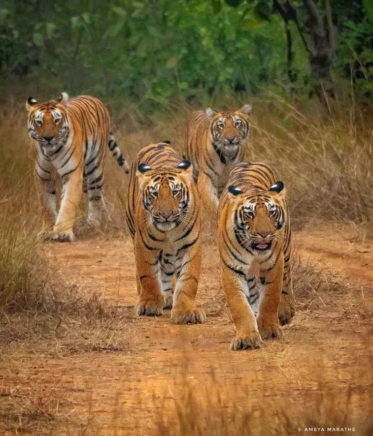 Wildlife-Focused Golden Triangle | Experience My India 3