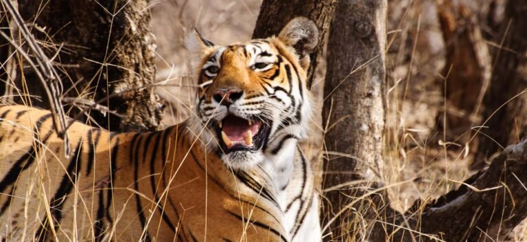 Ranthambore | 6 Days Rajasthan Wildlife Safari Tour from Delhi